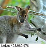 Portrait of Red-necked wallaby or Bennett's wallaby (Macropus rufogriseus) Стоковое фото, фотограф Валерия Попова / Фотобанк Лори