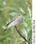 Пеночка-весничка (лат. Phylloscopus trochilus). Птица летним днем среди ветвей ивы, Ямало-Ненецкий автономный округ. Стоковое фото, фотограф Григорий Писоцкий / Фотобанк Лори