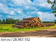 Скирдованные стволы соснового леса после распиловки у дороги. Село Чингиссы, Новосибирская область, Западная Сибирь,Россия (2018 год). Стоковое фото, фотограф Евгений Мухортов / Фотобанк Лори