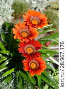 Газания (гацания) жестковатая (Gazania rigens (L.) Gaertn.). Цветение. Стоковое фото, фотограф Ирина Борсученко / Фотобанк Лори