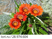 Яркие цветы газании (гацании) жестковатой (Gazania rigens (L.) Gaertn.) Стоковое фото, фотограф Ирина Борсученко / Фотобанк Лори