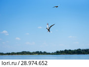 Чайки на фоне голубого неба. Стоковое фото, фотограф Игорь Низов / Фотобанк Лори