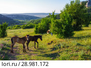 Молодые жеребята в горном районе Крыма. Стоковое фото, фотограф Natalia Sidorova / Фотобанк Лори