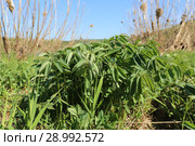 Кровохлебка (Sanguisorba officinalis) Стоковое фото, фотограф Евгений Ткачёв / Фотобанк Лори