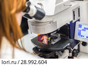 Helth care professional microscoping on hi-tec fluorescent microscope. Стоковое фото, фотограф Matej Kastelic / Фотобанк Лори
