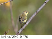 Пеночка-весничка (лат. Phylloscopus trochilus). Птица в августе среди ветвей ивы, Ямало-Ненецкий автономный округ. Стоковое фото, фотограф Григорий Писоцкий / Фотобанк Лори