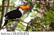 Toucan toco. Стоковое фото, фотограф Яков Филимонов / Фотобанк Лори