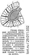 Схема строения легочной доли. Стоковая иллюстрация, иллюстратор Макаров Алексей / Фотобанк Лори