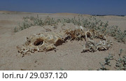 The dried skeleton of Porcupinefish lies on the sand in the desert near the Red Sea. Black-blotched Porcupinefish (Diodon liturosus) (2018 год). Стоковое видео, видеограф Некрасов Андрей / Фотобанк Лори