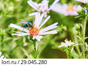 Commom greenbottle fly eating a nectar of aster perennial flower. Стоковое фото, фотограф Георгий Дзюра / Фотобанк Лори