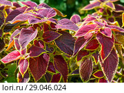 Цветущий Колеус Блюма (Plectranthus scutellarioides) Стоковое фото, фотограф Татьяна Белова / Фотобанк Лори