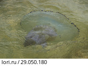 Большая медуза Корнерот (Rhizostoma pulmo) на мелководье. Крым, Азовское море (2018 год). Стоковое фото, фотограф Щеголева Ольга / Фотобанк Лори