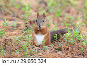 Белка обыкновенная, или векша (лат. Sciurus vulgaris). Зверек в начале осени, Ямало-Ненецкий автономный округ. Стоковое фото, фотограф Григорий Писоцкий / Фотобанк Лори