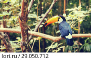 Toco toucan. Стоковое фото, фотограф Яков Филимонов / Фотобанк Лори
