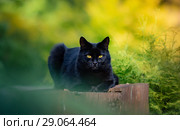 Черный гладкошёрстный кот лежит на пне. Стоковое фото, фотограф Абрамова Ксения / Фотобанк Лори