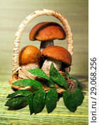Mushrooms in a basket. Стоковое фото, фотограф ElenArt / Фотобанк Лори