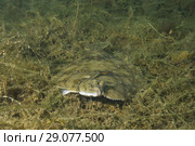 European plaice (Pleuronectes platessa) on algae. Стоковое фото, фотограф Некрасов Андрей / Фотобанк Лори