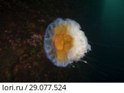 Lion's mane jellyfish (Cyanea capillata, Cyanea arctica) Стоковое фото, фотограф Некрасов Андрей / Фотобанк Лори
