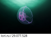 Moon jellyfish, Common jellyfish, Moon jelly, or Saucer jelly (Aurelia aurita) Стоковое фото, фотограф Некрасов Андрей / Фотобанк Лори