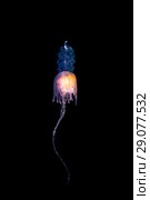 Pelagic siphonophore - Hula Skirt Siphonophore (Physophora hydrostatica) Стоковое фото, фотограф Некрасов Андрей / Фотобанк Лори