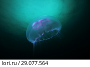 Moon jellyfish, Common jellyfish, Moon jelly, or Saucer jelly (Aurelia aurita) Стоковое фото, фотограф Некрасов Андрей / Фотобанк Лори