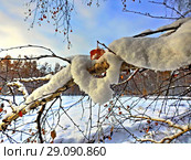 Зима. Снег на деревьях свисает бахромой. Стоковое фото, фотограф Александр Севастьянов / Фотобанк Лори