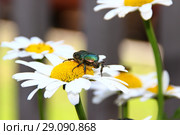Жук на ромашке. Стоковое фото, фотограф Александр Севастьянов / Фотобанк Лори