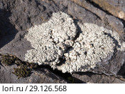Hammered Shield Lichen or Waxpaper lichen on rock. Стоковое фото, фотограф Евгений Ткачёв / Фотобанк Лори