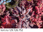 Autumn color leaves of cotinus coggygria. Стоковое фото, фотограф Леонид Еремейчук / Фотобанк Лори