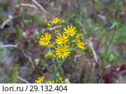 Крестовник Якова, или суходольный (Senecio jacobaea) Стоковое фото, фотограф Ольга Сейфутдинова / Фотобанк Лори