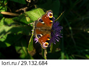 Beautiful peacock butterfly sits on a thistle flower close-up. Стоковое фото, фотограф Евгений Харитонов / Фотобанк Лори