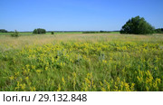 wild meadow with different herbs in European part of Russia. Стоковое видео, видеограф Володина Ольга / Фотобанк Лори