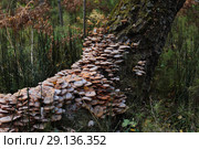 Много опят перезрело на березе. Осень.е. Осень. Стоковое фото, фотограф Анатолий Матвейчук / Фотобанк Лори