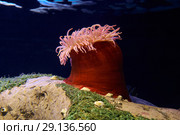 Spotted Red Anemone (Tealia lofotensis). Стоковое фото, фотограф Сергей Пристяжнюк (Serg Zastavkin) / Фотобанк Лори