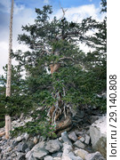 Ancient Bristlecone Pine Forest. Great Basin National Park, Nevada, USA (2018 год). Стоковое фото, фотограф Ирина Кожемякина / Фотобанк Лори