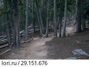The trail in the woods between the pines. Great Basin National Park, Nevada, USA (2018 год). Стоковое фото, фотограф Ирина Кожемякина / Фотобанк Лори