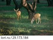 Two mule fawn goes under the trees. Capitol Reef National Park, Utah, USA (2014 год). Стоковое фото, фотограф Ирина Кожемякина / Фотобанк Лори