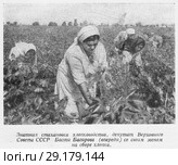 Знатная стахановка хлопководства, депутат Верховного Совета СССР Басти Багирова (впереди) со своим звеном на сборе хлопка. Азербайджанская ССР. Стоковая иллюстрация, иллюстратор Макаров Алексей / Фотобанк Лори