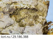 Окаменелость древнего моря (возраст примерно 350 миллионов лет) найденная в пойме реки Шипунихи. Искитимский район, Новосибирская область, Западная Сибирь, Россия. Стоковое фото, фотограф Евгений Мухортов / Фотобанк Лори