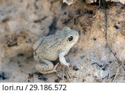 Great Basin Spadefoot Toad (Spea intermontana), Capitol Reef National Park, Utah, USA (2014 год). Стоковое фото, фотограф Ирина Кожемякина / Фотобанк Лори