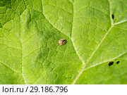 Щитоноска зубчатокрылая (Cassida vibex or Cassida denticollis) сидит на зеленом листе. Стоковое фото, фотограф Евгений Ткачёв / Фотобанк Лори