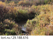 Речка Березовка в Заводоуковском районе. Осень. Стоковое фото, фотограф Анатолий Матвейчук / Фотобанк Лори
