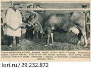 Корова-рекордистка "Лента" швицкой породы (колхоз имени Сталина, Штеповского района, Сумской области). Удой за 300 дней шестой лактации 12623 литра, высший суточный удой 64,75 литра. Аттестат I степени на Всесоюзной сельскохозяйственной выставке 1939 года. Стоковая иллюстрация, иллюстратор Макаров Алексей / Фотобанк Лори
