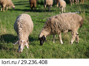 Sheep on the field. Стоковое фото, фотограф Типляшина Евгения / Фотобанк Лори