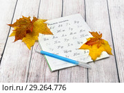 Школьные прописи, ручка и осенние листья клена. 1 Сентября. День Знаний. Стоковое фото, фотограф Наталья Осипова / Фотобанк Лори