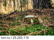 Бледная поганка (Amanita falloides) смертельною ядовитый гриб. Октябрь. Стоковое фото, фотограф Александр Романов / Фотобанк Лори
