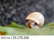 Easy snail on a green leaf. Стоковое фото, фотограф Tetiana Chugunova / Фотобанк Лори