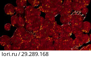 A lot of isolated red currants crush in the studio with black background. Стоковое видео, видеограф Dzmitry Astapkovich / Фотобанк Лори