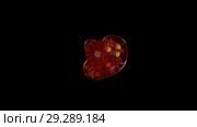 Isolated red currant squashes in the studio with black background. Стоковое видео, видеограф Dzmitry Astapkovich / Фотобанк Лори