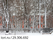 St. Petersburg in the winter day. Snow-covered trees in the city park on Rumyantsev Square at the University Embankment on Vasilyevsky Island (2018 год). Стоковое фото, фотограф Виктория Катьянова / Фотобанк Лори